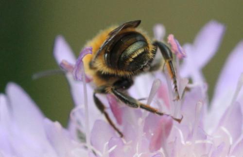 Osmia leaiana